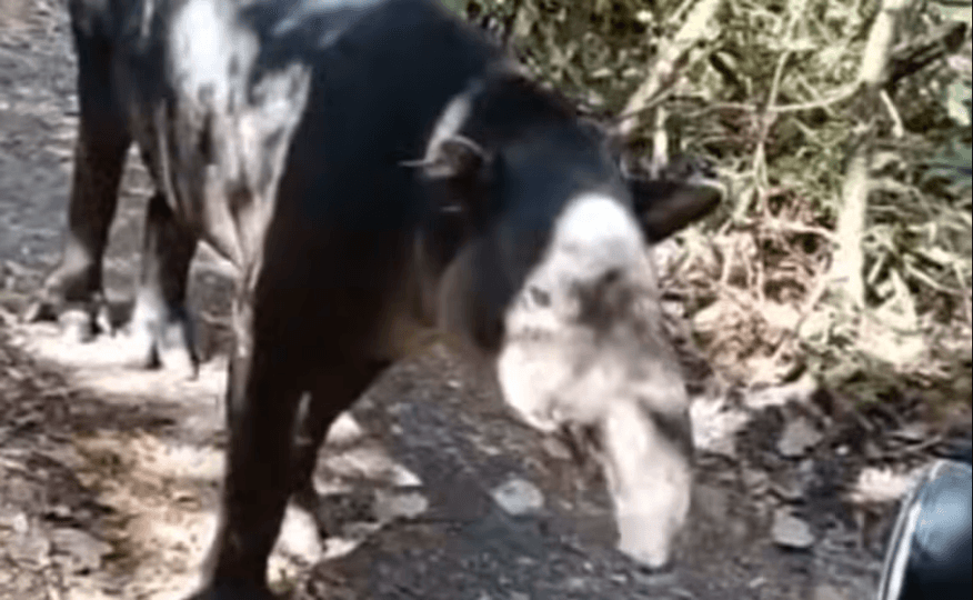 Vigilan ejemplar de tapir con miasis y refuerzan vigilancia sanitaria de fauna silvestre.