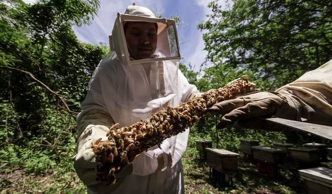 abejas