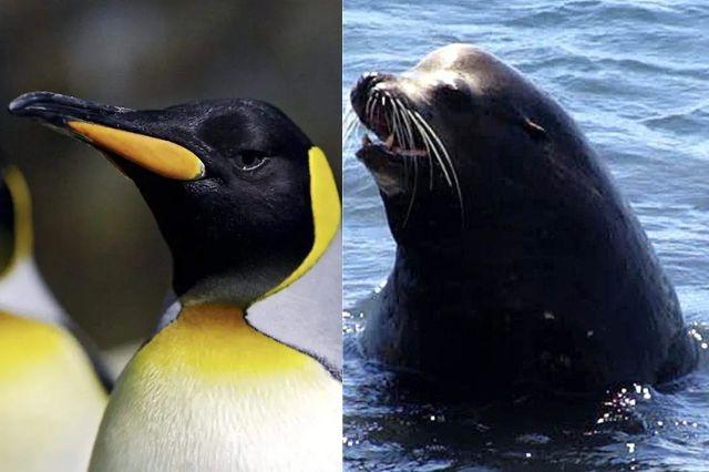 pingüino