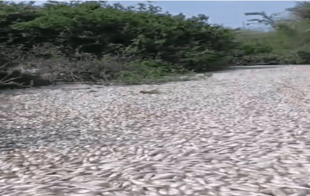 Conagua atiende contingencia por mortandad de peces en Tamaulipas y Veracruz.