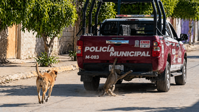 Bienestar Animal investiga caso de crueldad animal en Xochiltepec.