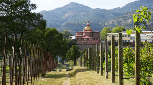 viñedo chihuahua