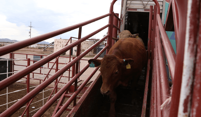 Por gusano barrenador, México y Estados Unidos acuerda suspender intercambio de animales vivos.