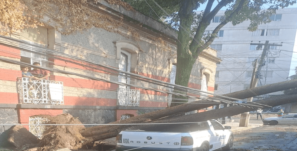 Lluvias dejan en la CDMX 119 árboles caídos y varios encharcamientos.