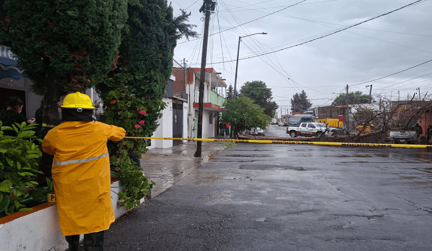 Lluvia derribó un árbol en la colonia Reforma Sur en la ciudad de Puebla.