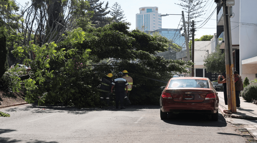 Se registra la caída de un árbol en la ciudad de Puebla.