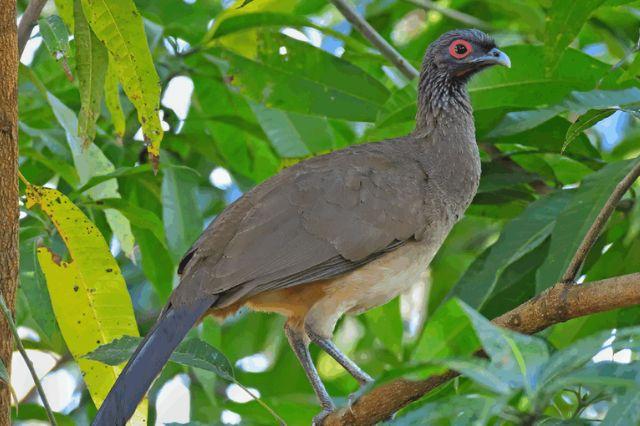 chachalaca