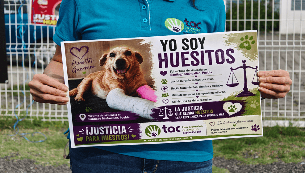 Realizan audiencia en Puebla por el caso de Huesitos por crueldad animal.