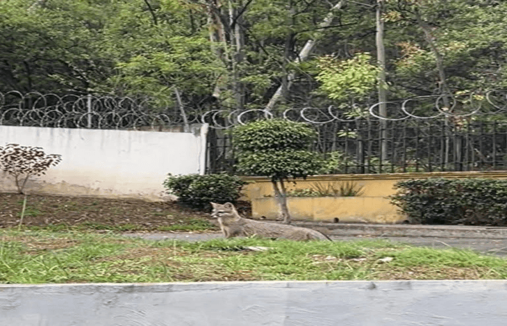 Reportan avistamiento de zorro gris en la ciudad de Puebla.