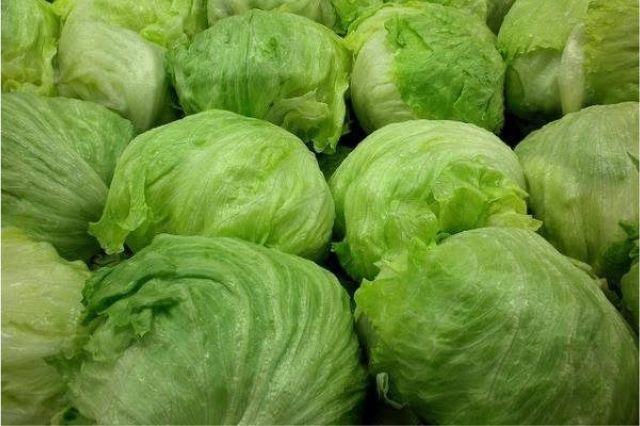 lechuga