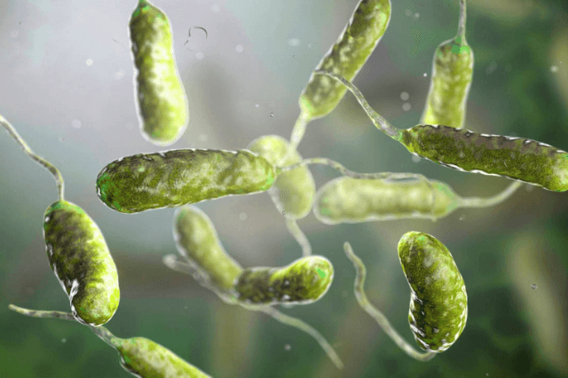 bacteria