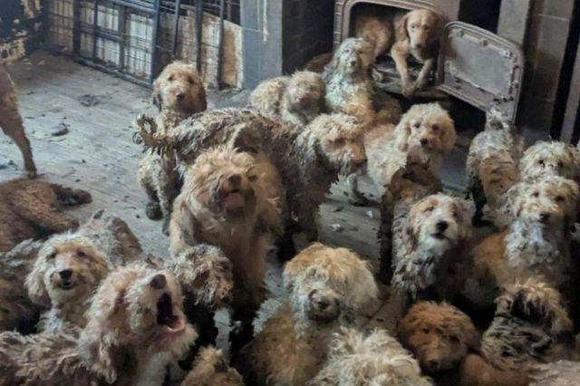 perros