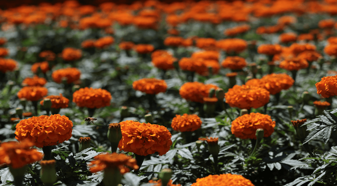 Siete de cada 10 flor de muerto consumidos son producidas en campos poblanos.