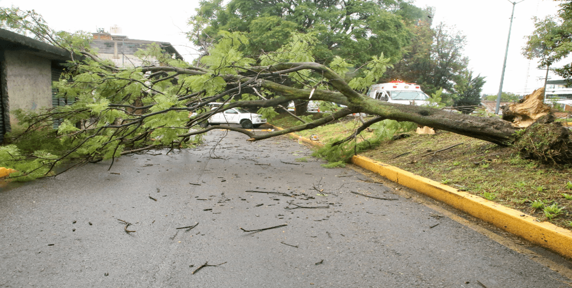 Cae árbol tras intensas lluvias en la lateral de la carretera Puebla-Tlaxcala.