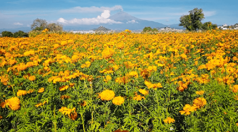 campo flores amarilla