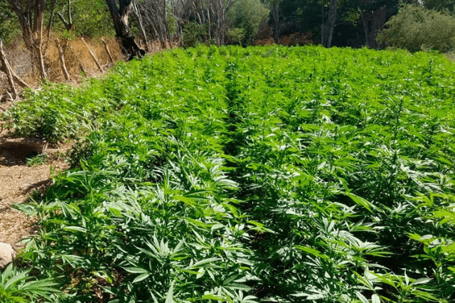 marihuana