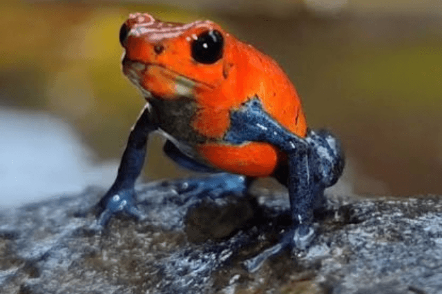 rana
