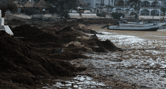 México impulsa alianza internacional para el aprovechamiento sustentable del sargazo.