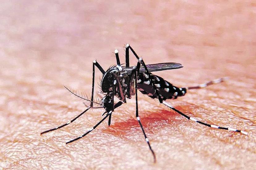 Confirma Salud 32 contagios de dengue en Puebla