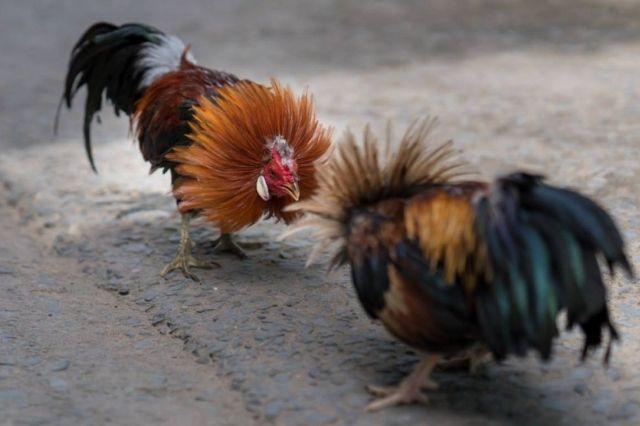 Persisten peleas de gallos clandestinas en comunidades de Izúcar
