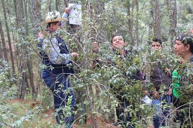 Plaga de Ocoaxo afecta 200 has arbóreas de la Sierra Negra