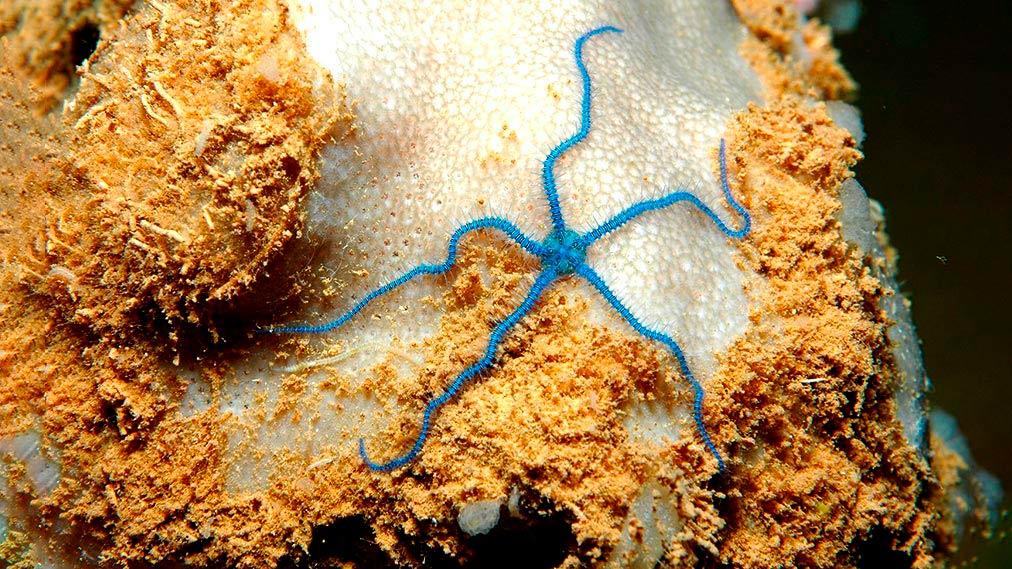 La vida en el mar profundo está mucho más conectada que aquella que habita en aguas poco profundas.