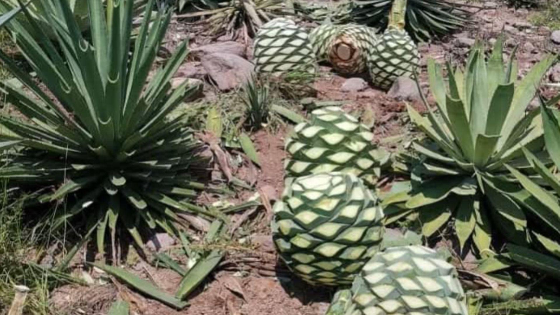 Piñas de Agave