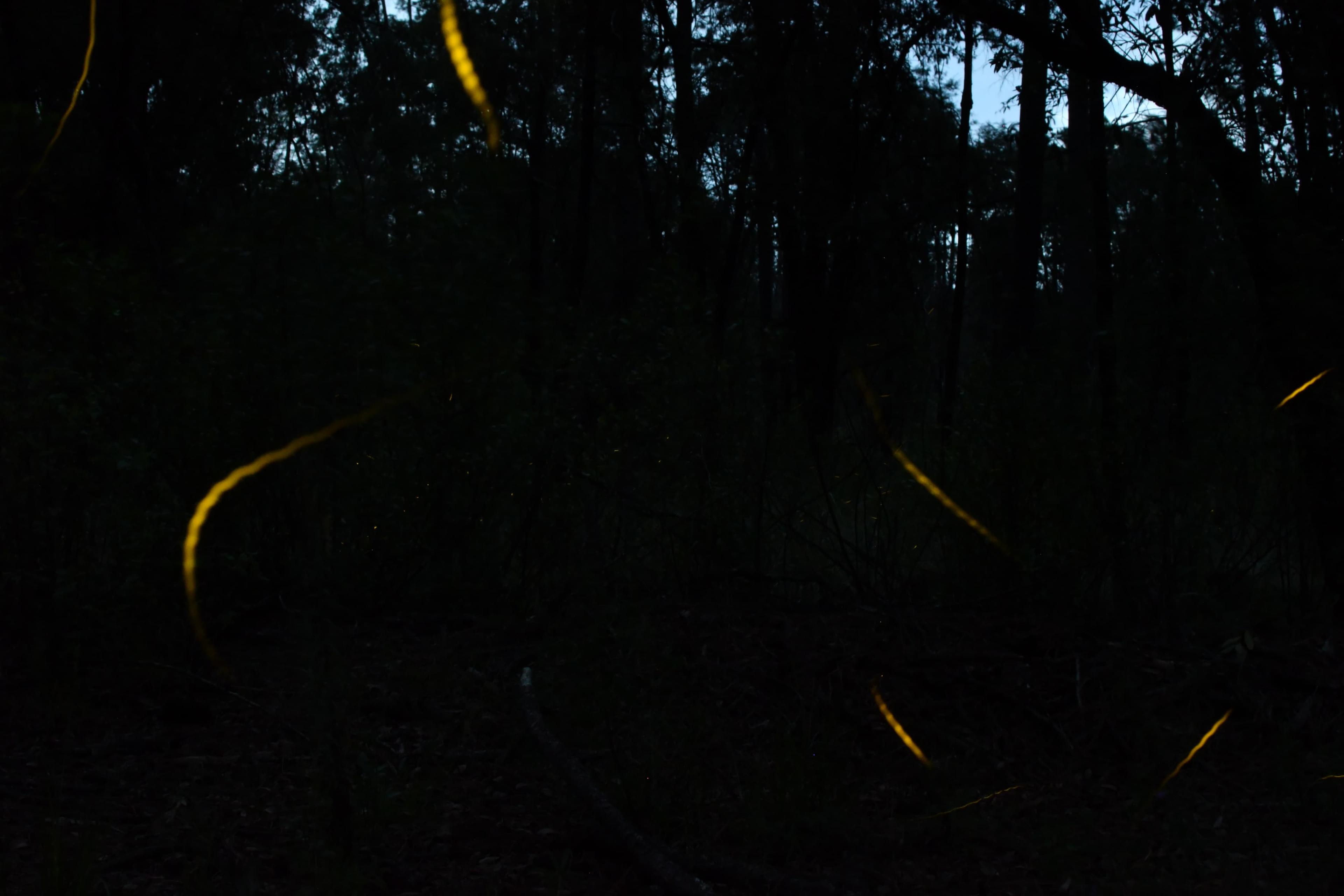 Descubren nueva especie de luciérnaga en el Bosque de Chapultepec.