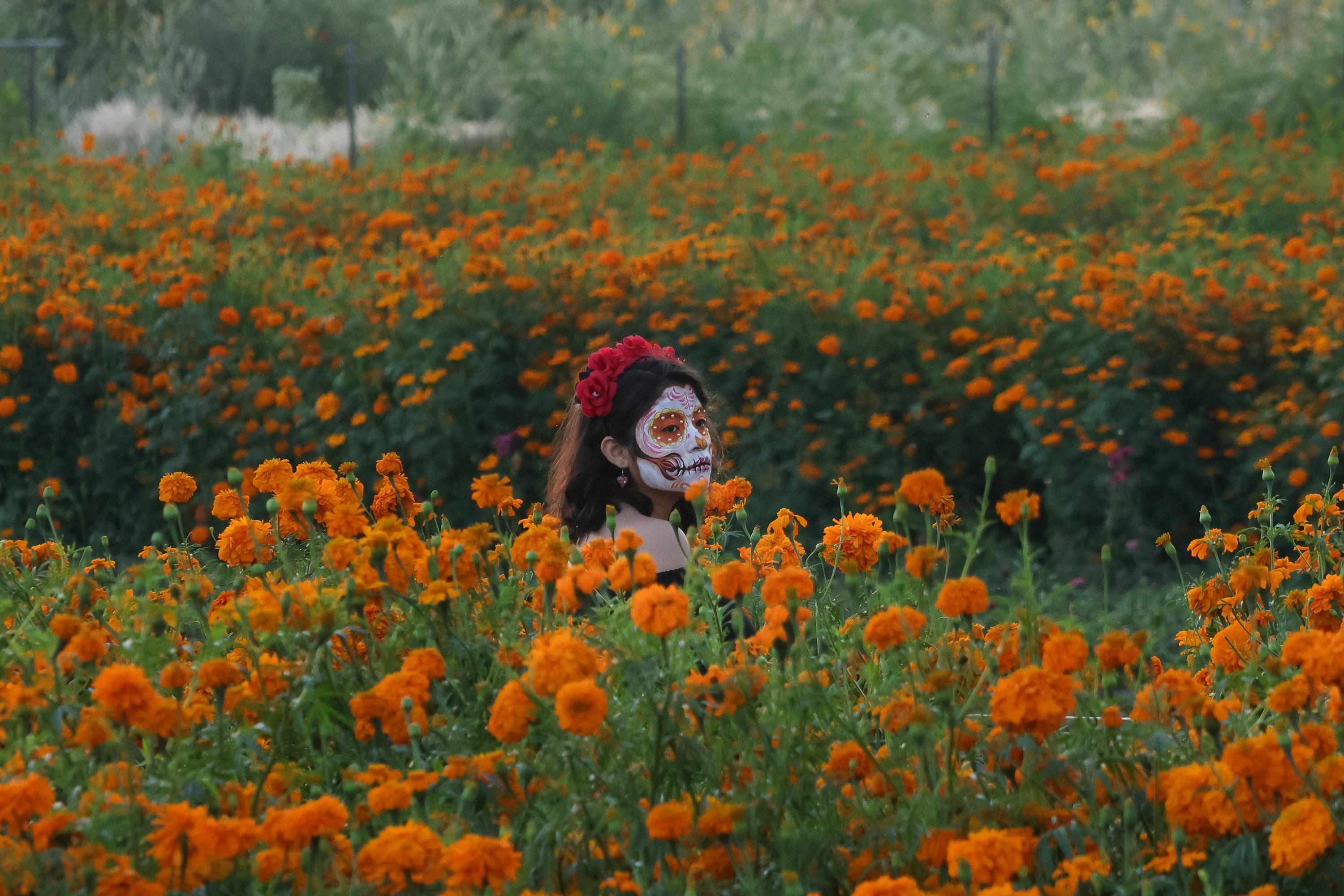 Visita los plantíos de Cholula de Flor de Cempasúchil : spot ideal para fotos.