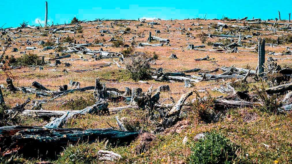 El ecocidio desplaza a poblaciones enteras, provoca crímenes contra los defensores del medio ambiente.