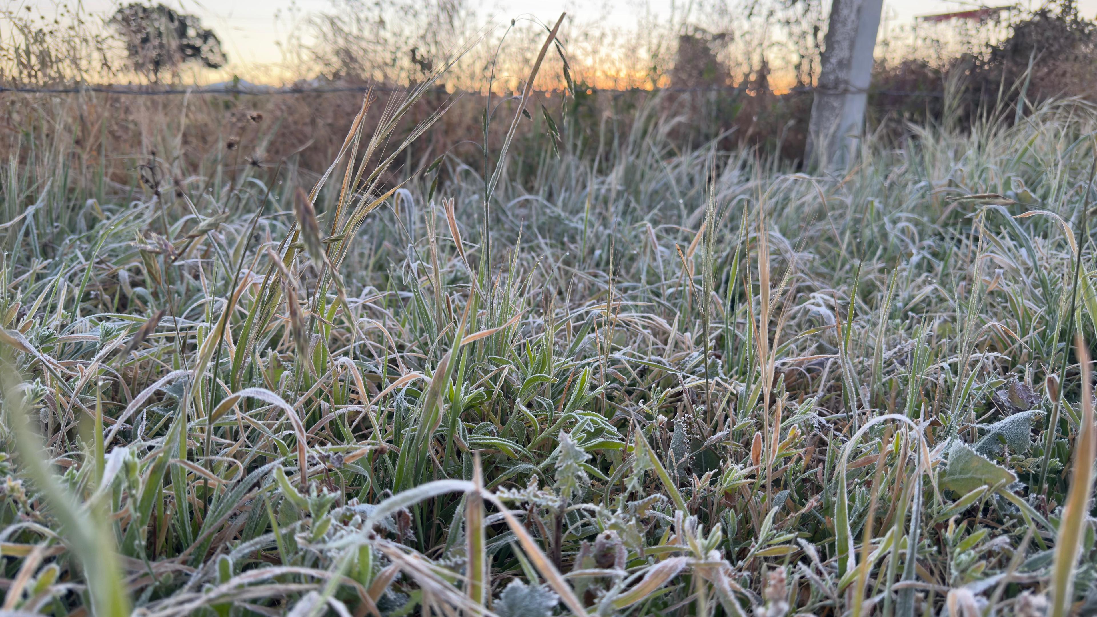 Primeras heladas cubren cultivos en algunos municipios en el norte del estado de Tlaxcala.