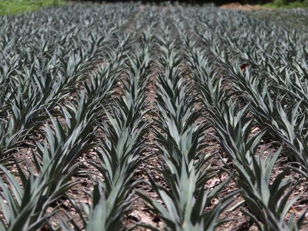 agave