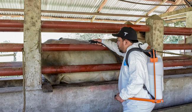 Reporta Agricultura reducción del 57% en casos activos de Gusano Barrenador del Ganado.