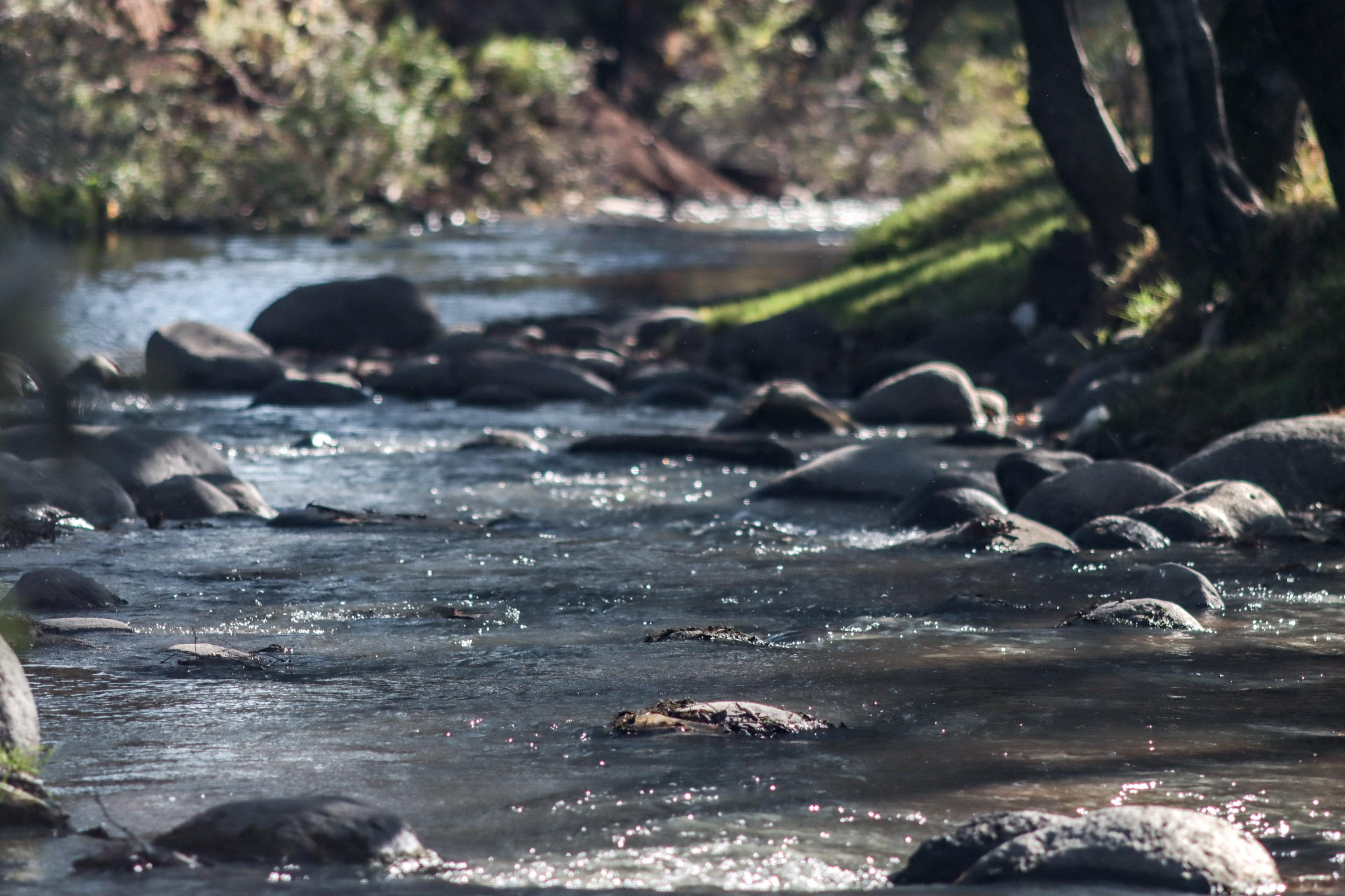 Un total de 29 empresas cuentan con permiso de descargas en el Río Atoyac.