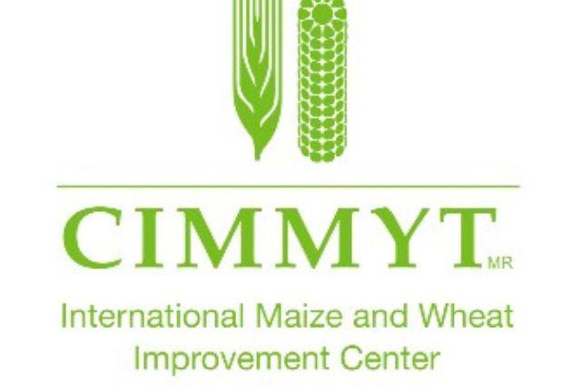 cimmyt