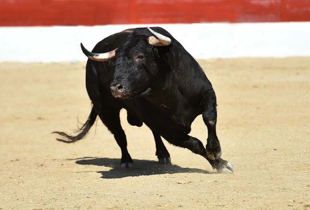 toros