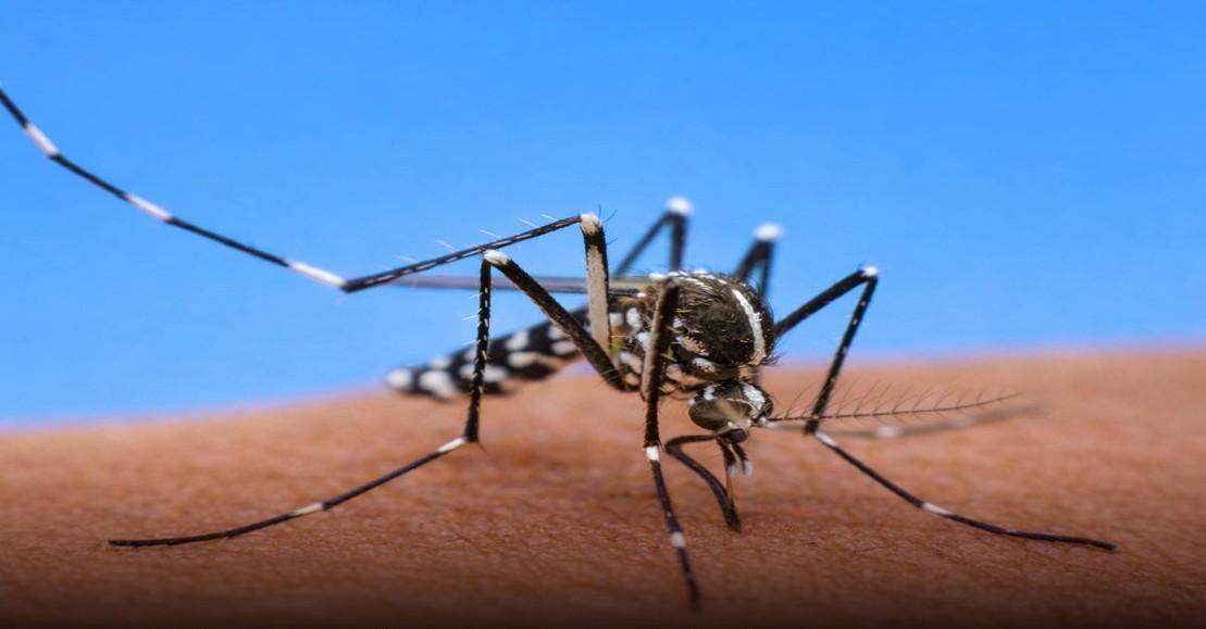 Realizarán 1ª Jornada Nacional de lucha contra el Chikungunya y el Dengue 2026.