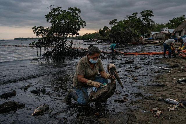 Desastre petrolero sigue afectando al Golfo de México: Greenpeace.
