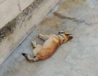 perros