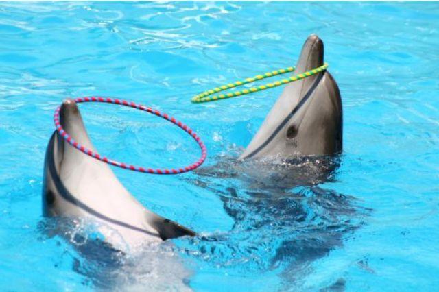 delfines