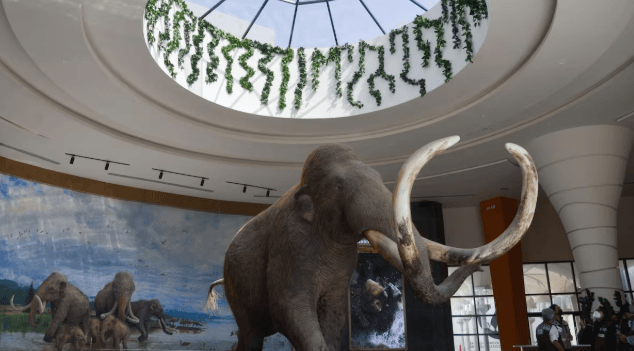 museo del mamut