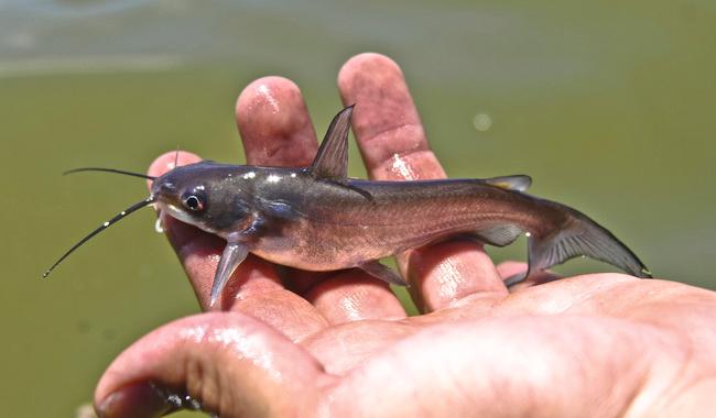 En abril inician periodos de veda y captura en 15 estados de la República.