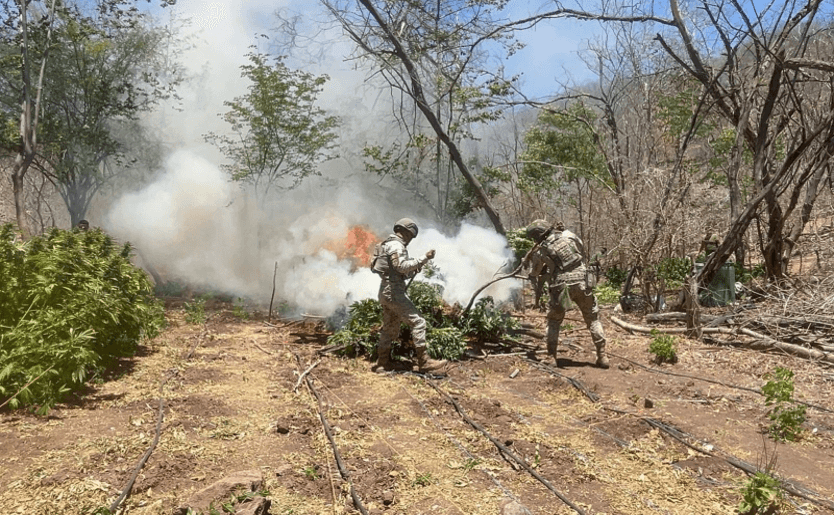 Grupo Interinstitucional de Sinaloa destruye plantíos de marihuana.