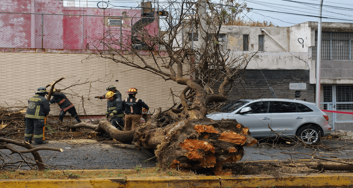 Un árbol cayó sobre una camioneta de lujo en Puebla.