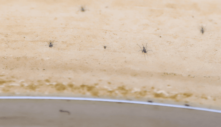 Van siete muertes por aumento de casos de dengue en el país.
