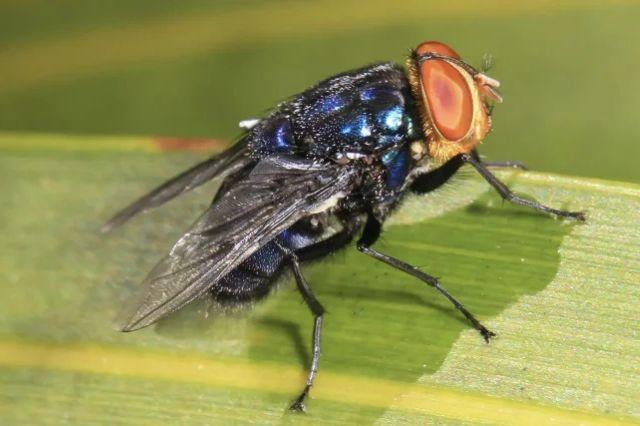 mosca