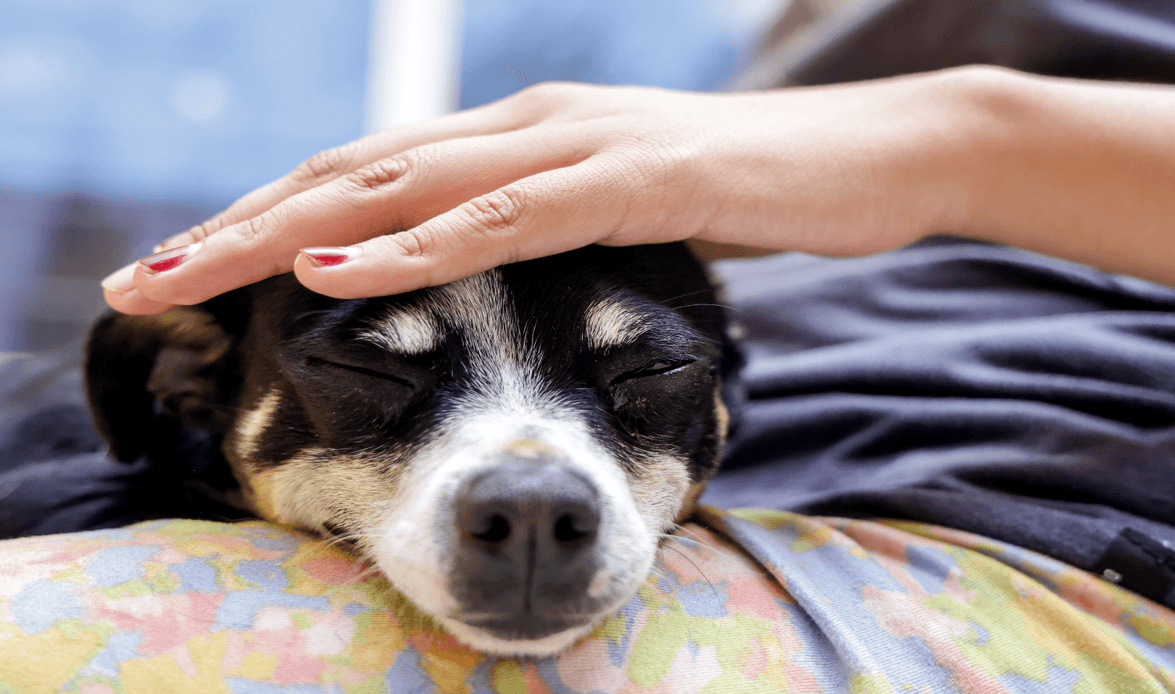 Día Mundial del Perro, el peludito fiel que tenemos en casa.