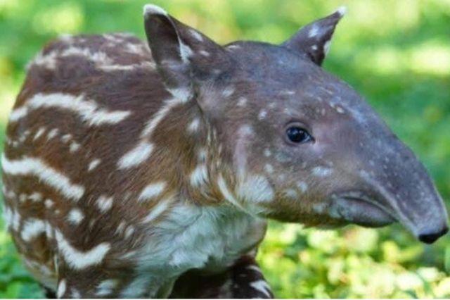 tapir