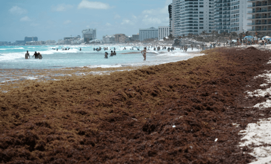 El sargazo alcanza niveles históricos en el Caribe mexicano.