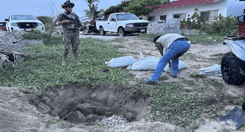 Marina y Profepa recuperan cerca de cinco mil 100 huevos de tortuga golfina.